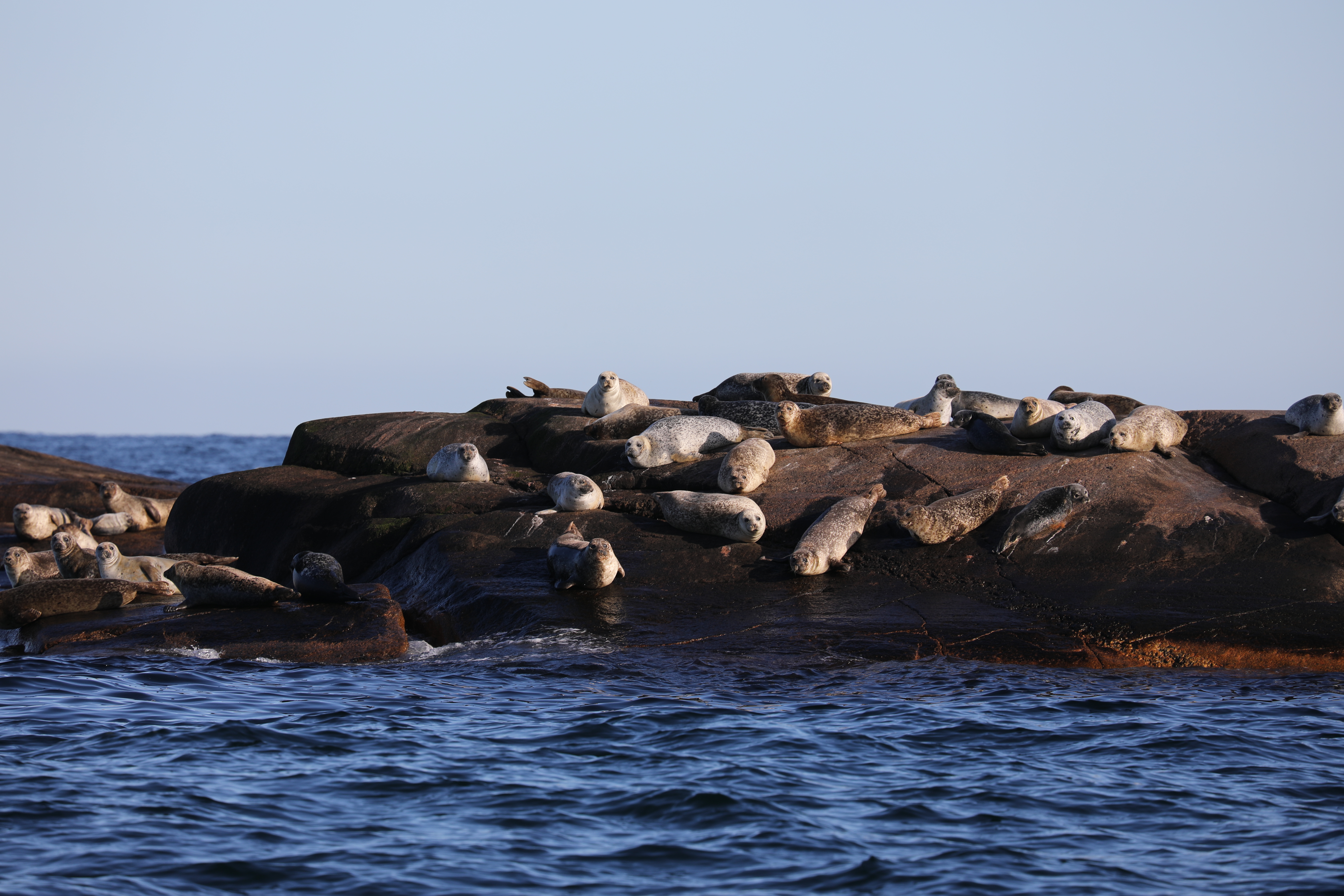 Knubbsälar på kobbe