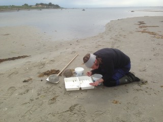 Person samlar in snäckor på strand för analys av TBT.