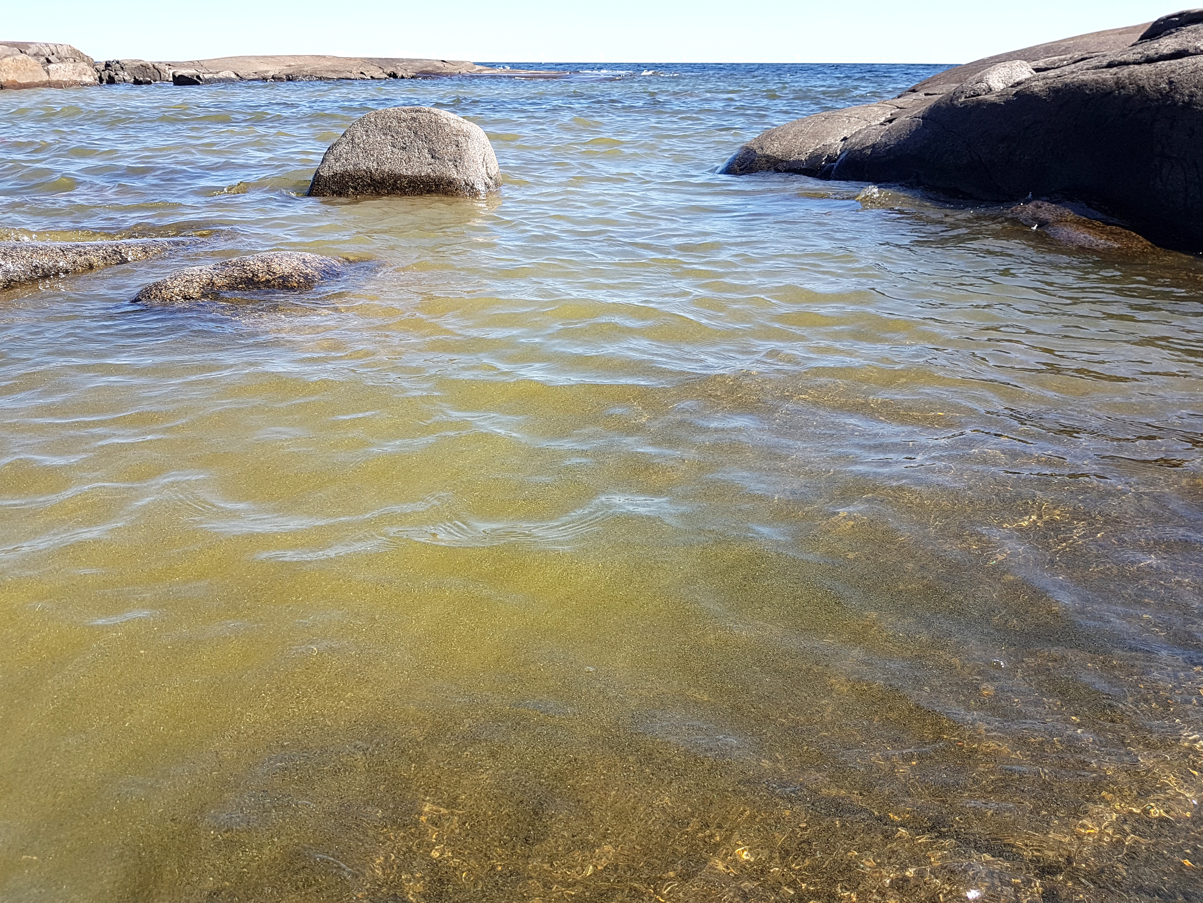 Algblomning vid strand