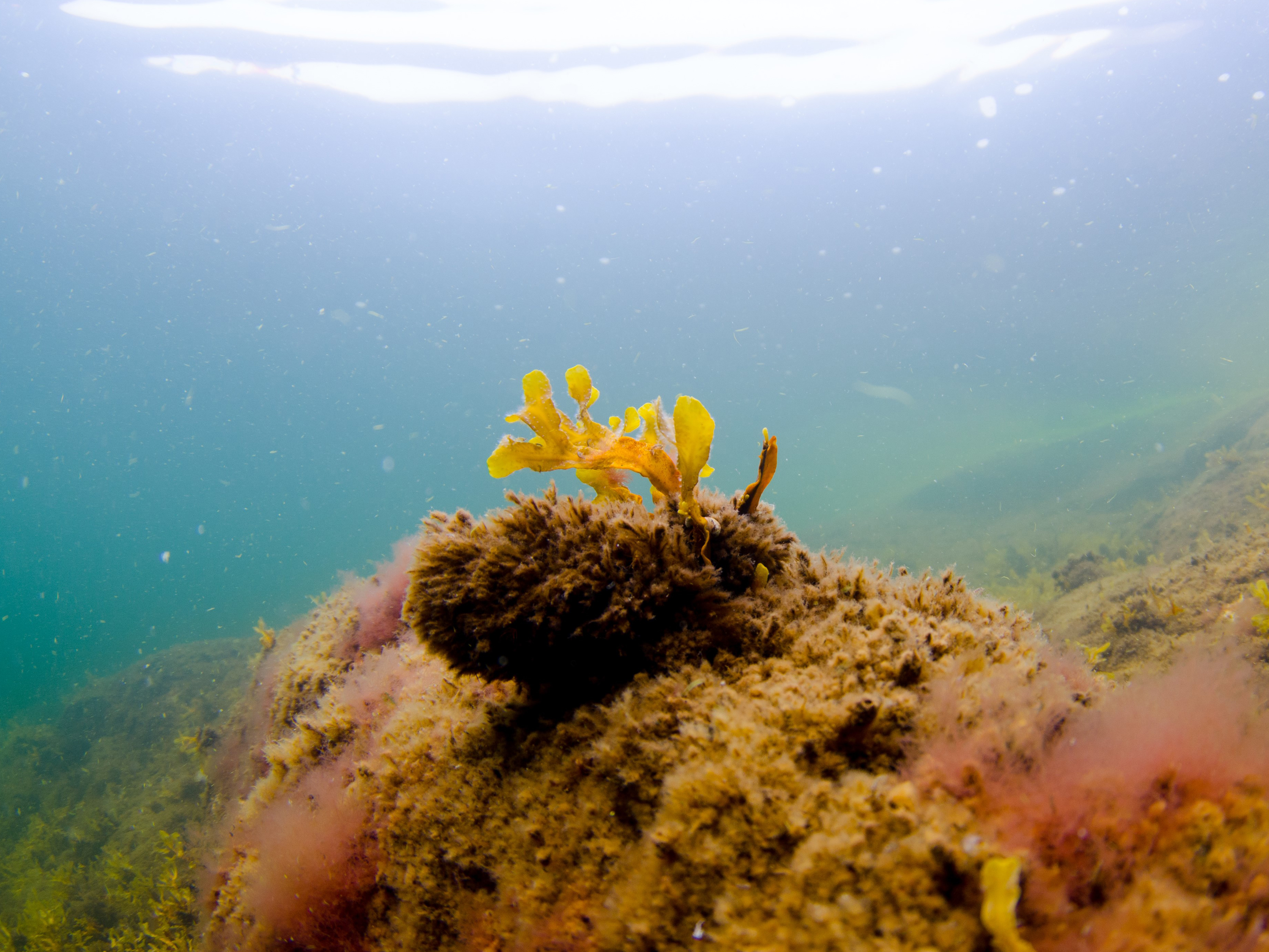 Tångruska på botten
