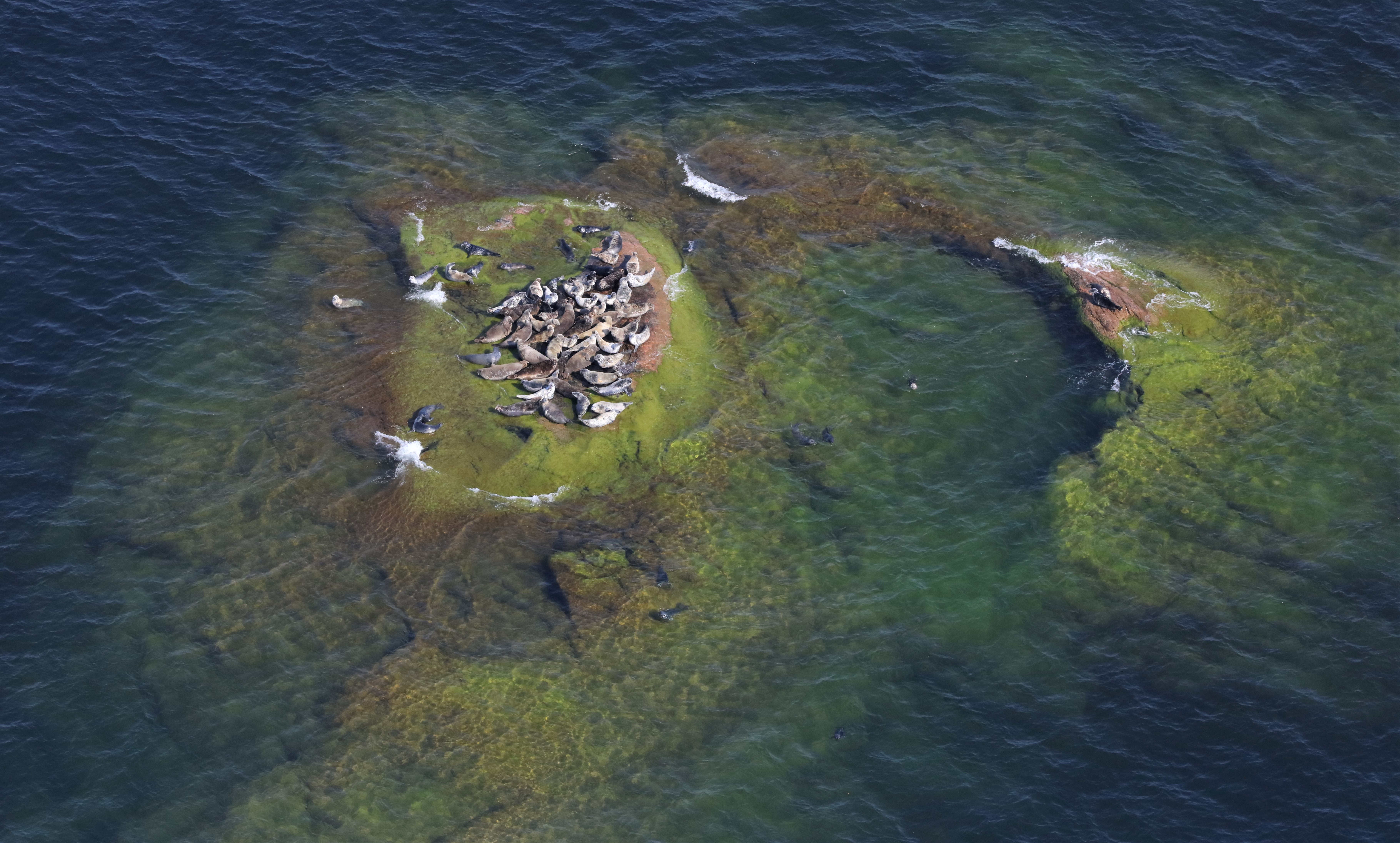 Gråsälar på kobbe