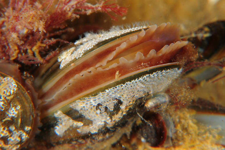 Närbild av blåmussla under ytan