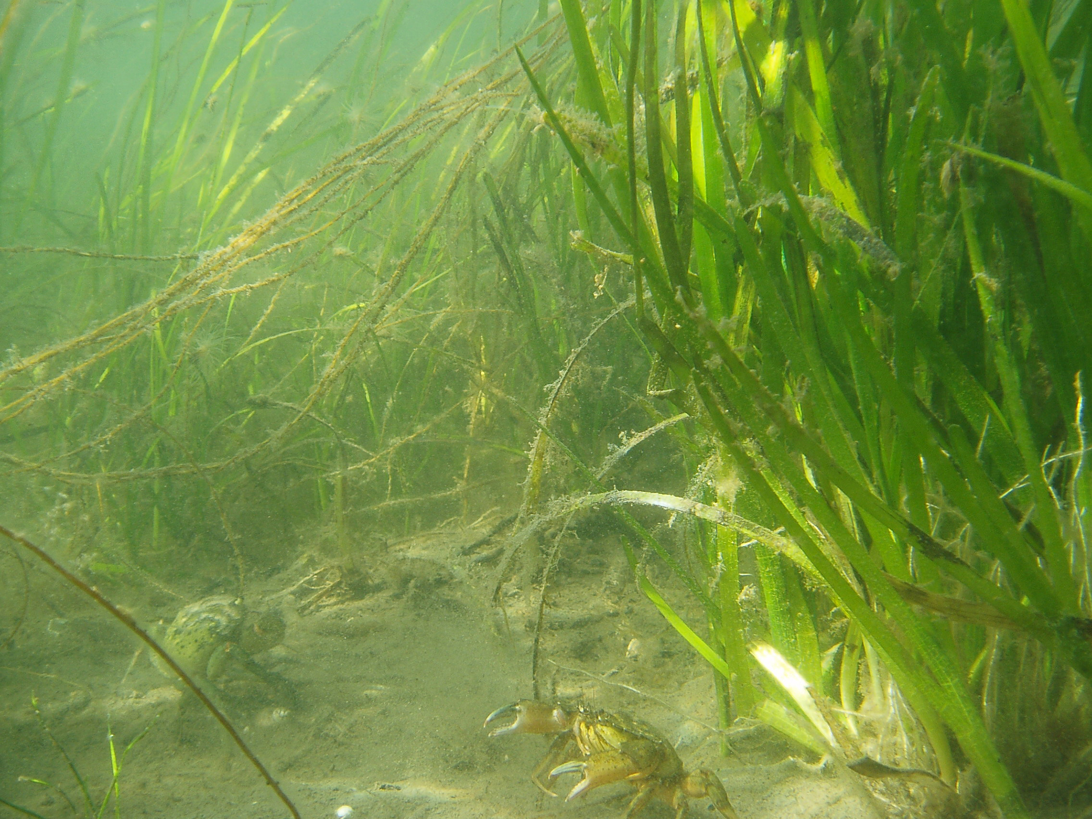 botten täckt med ålgräs