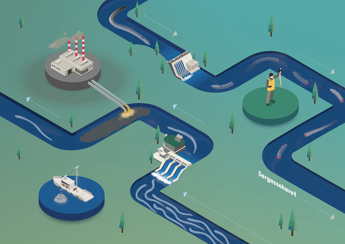 Ilustration av hur ålen påverkas av människans aktiviteter