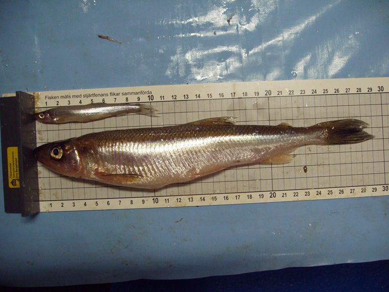 Norsar på mätbräda. Foto.