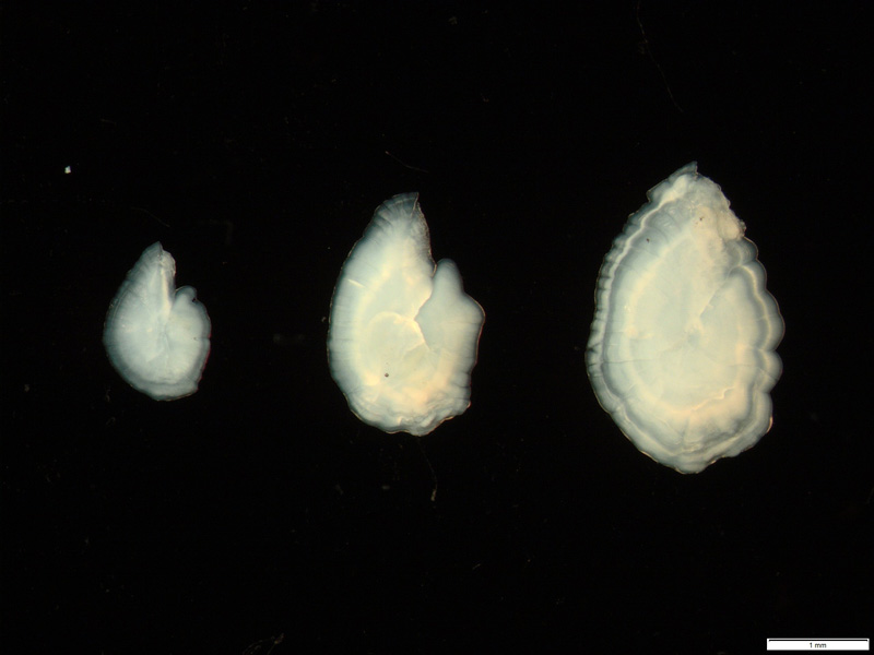 Otoliter från nors i olika storlekar. Foto.