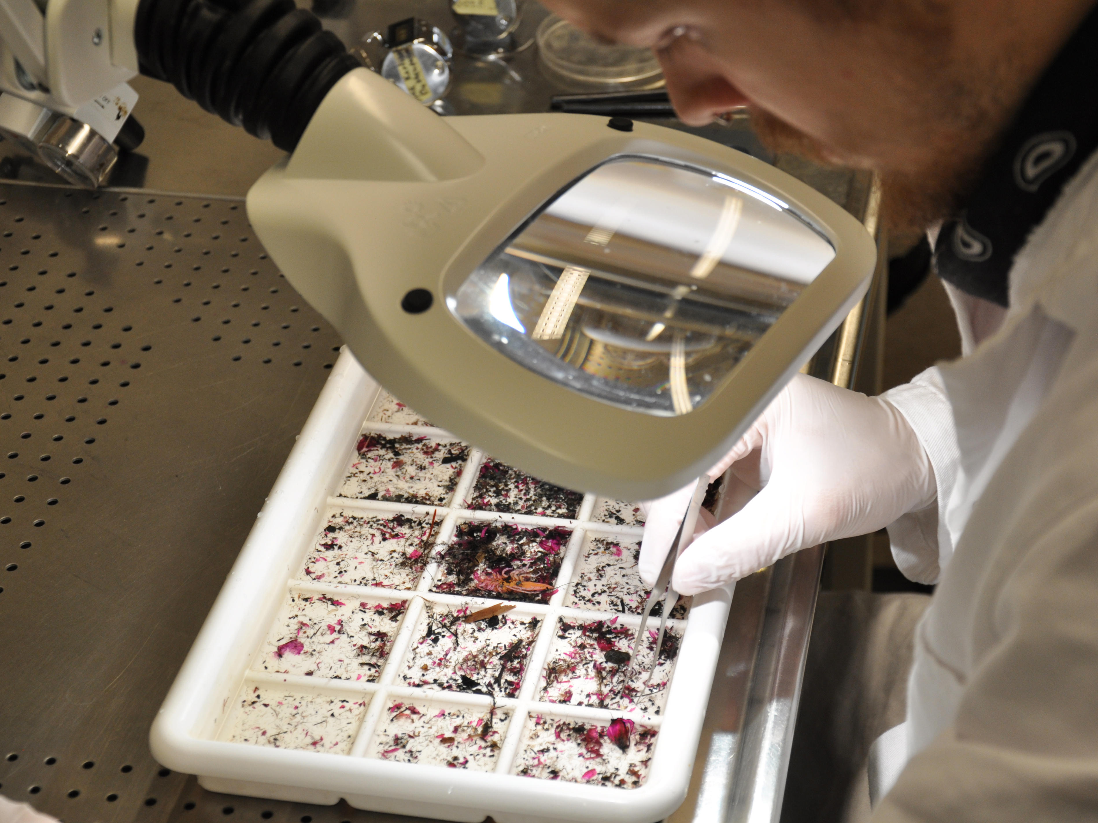 Utförare sorterar bottendjur under lupp innan räkning.