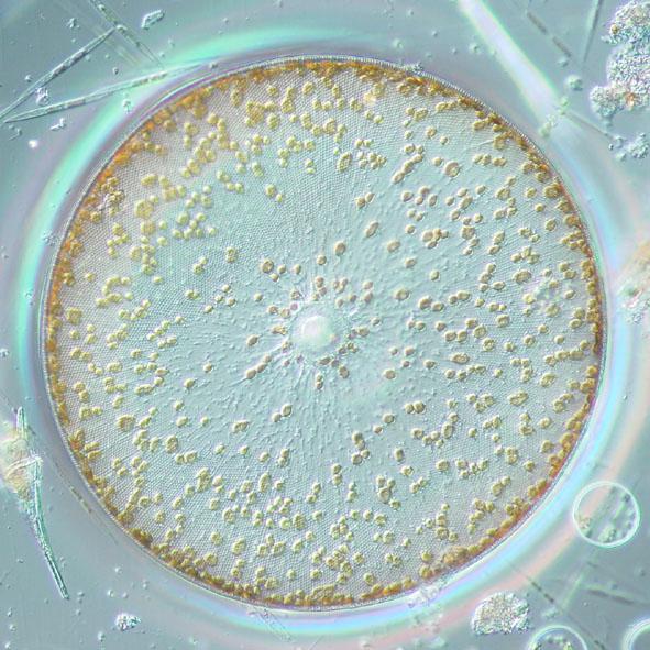 Coscinodiscus concinnus