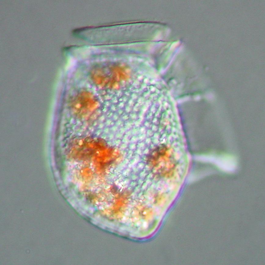 dinophysis acuta