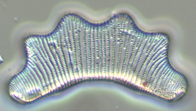 Kiselalgen Eunotia tetradon. Mikroskopbild.
