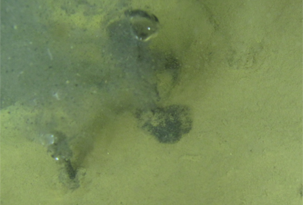 Bild av fiberbank på havsbotten