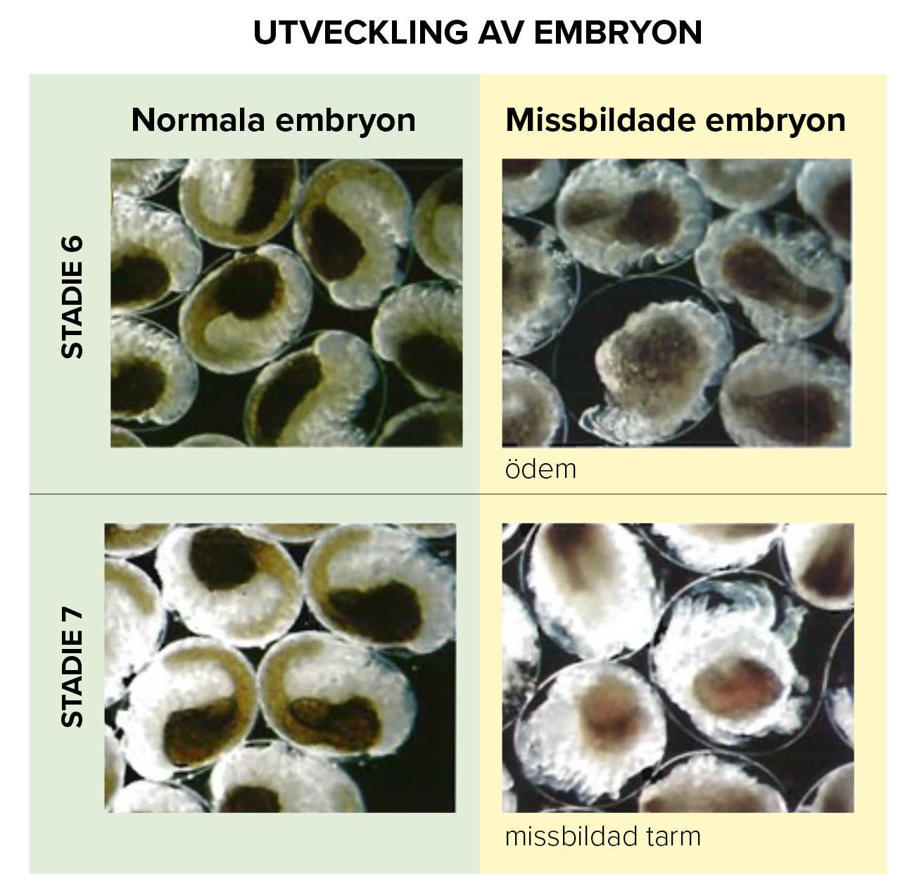 Foton som visar olika stadier i utvecklingen av vitmärlans embryon.