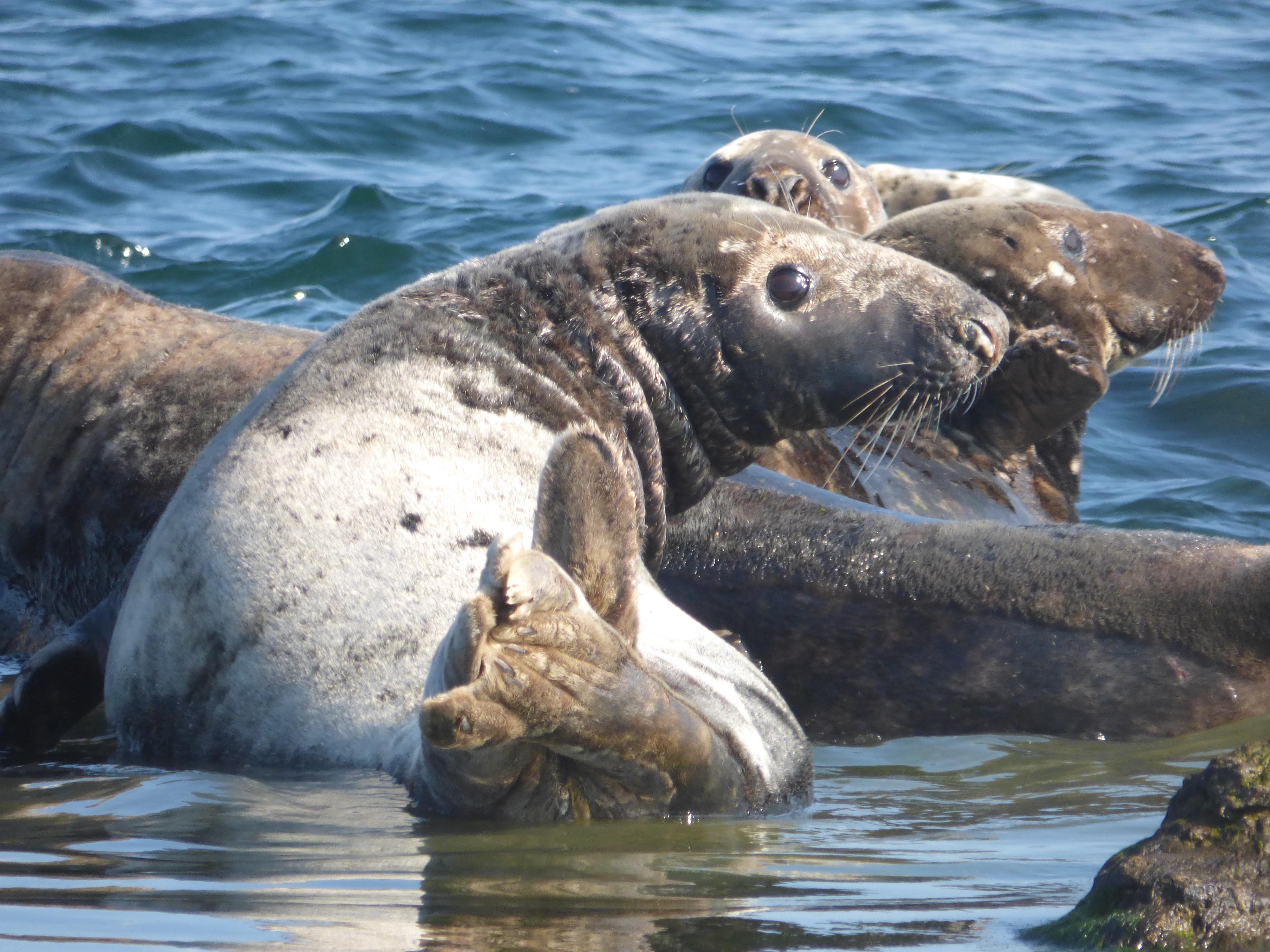 Gråsälar som ligger uppe på en kopbbe