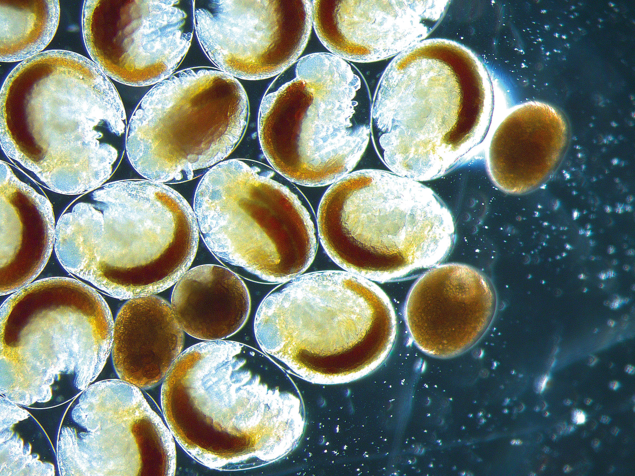 Embryon av vitmärla