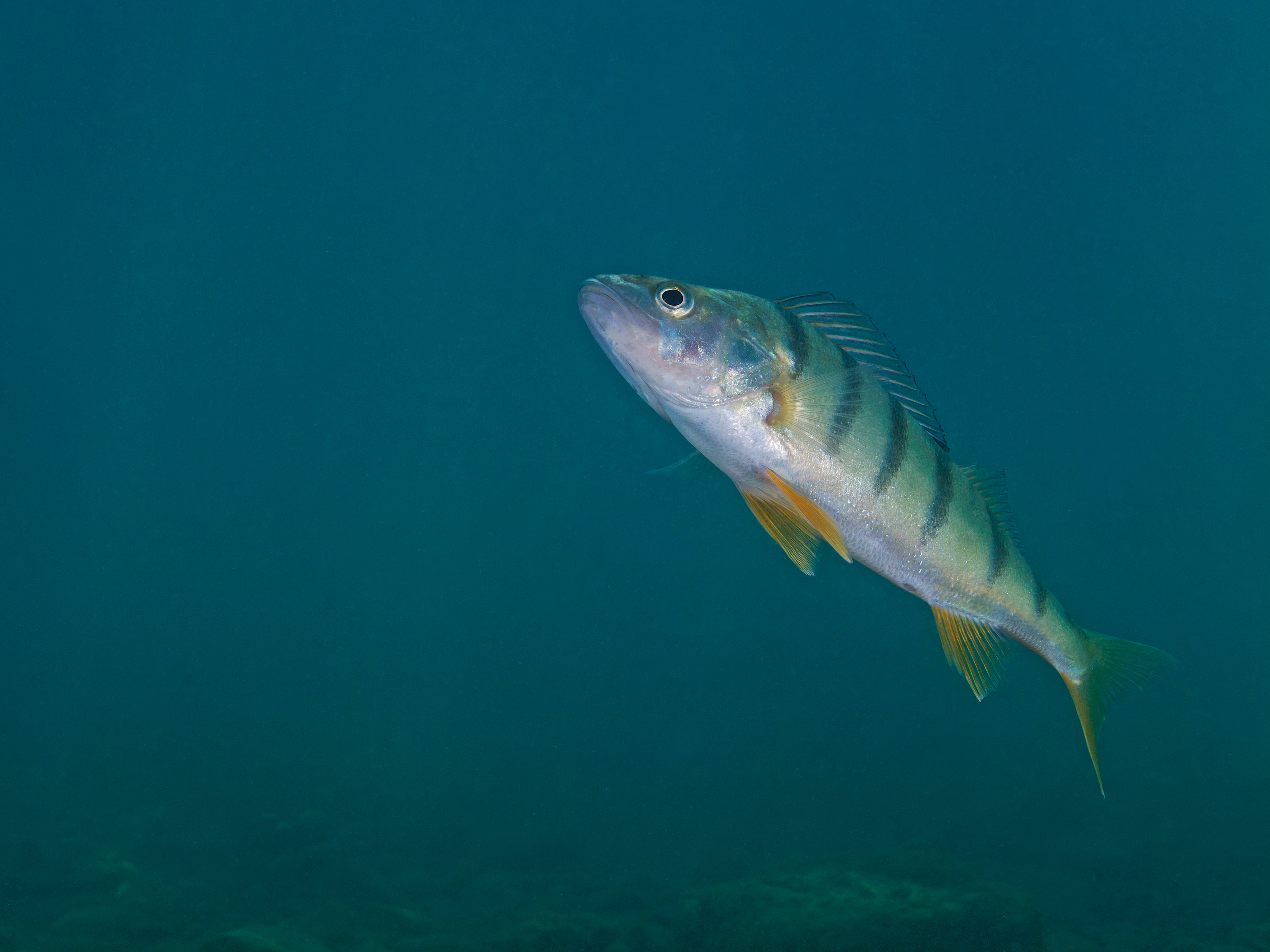 Bild av abborre under vatten.