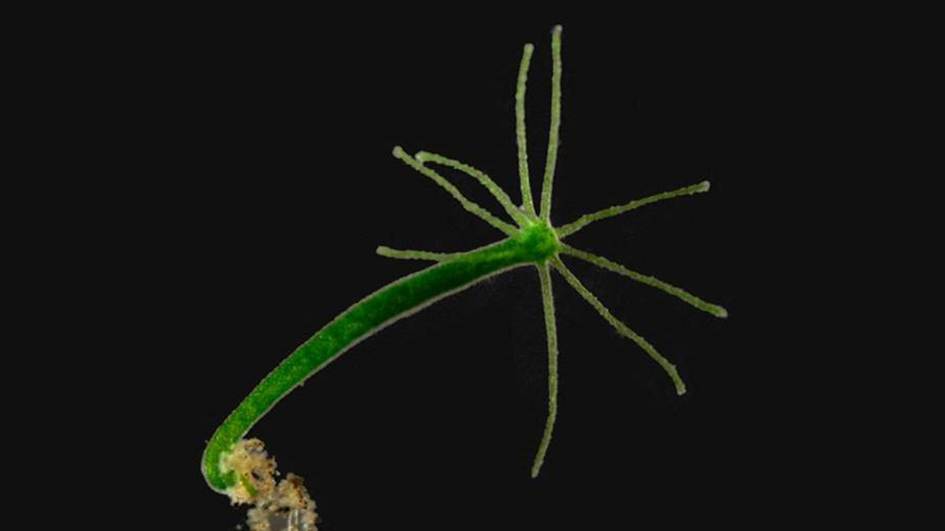 Hydran Hydra viridissima. Foto.