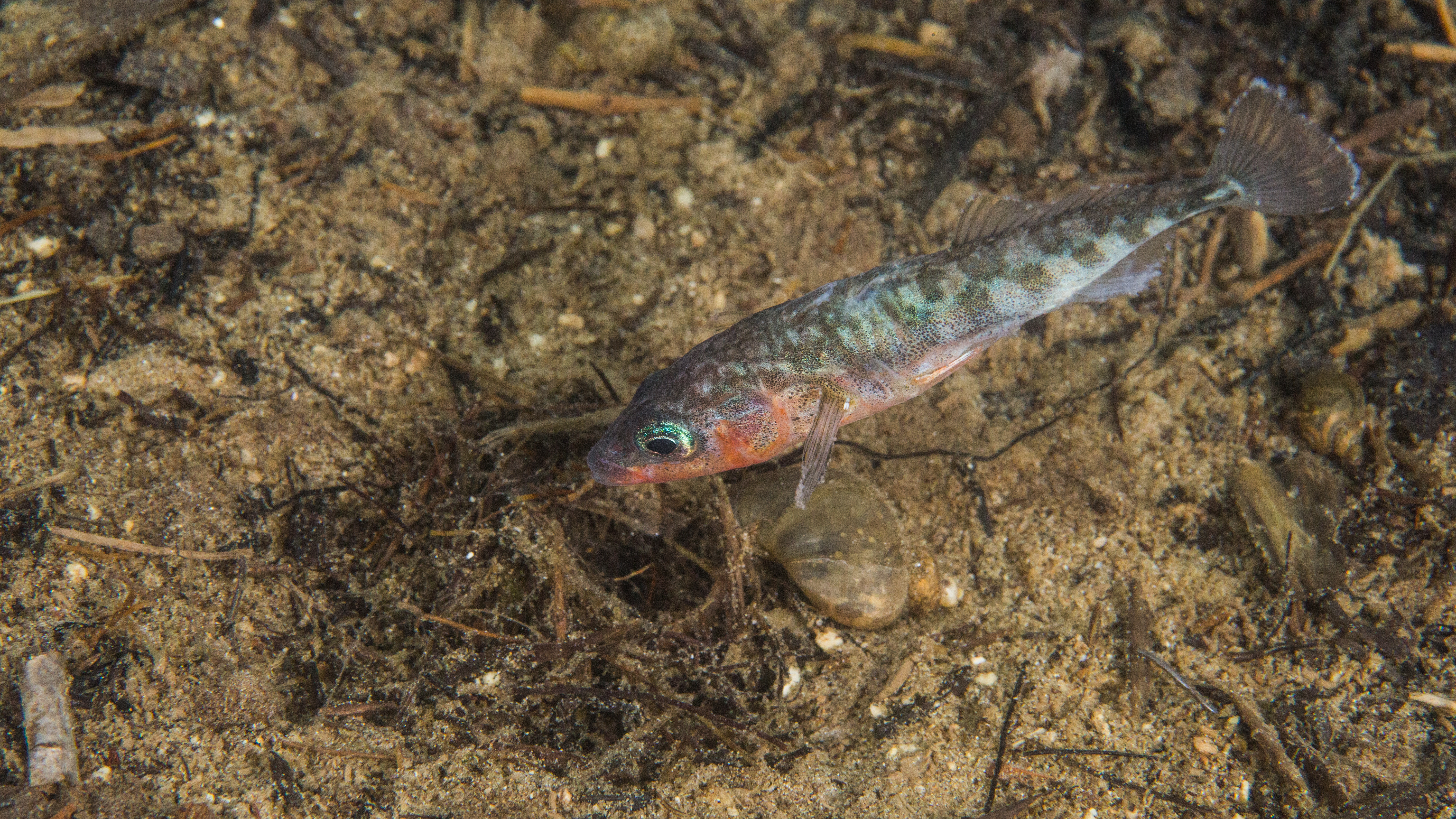 spigghane fläktar in friskt vatten i boet