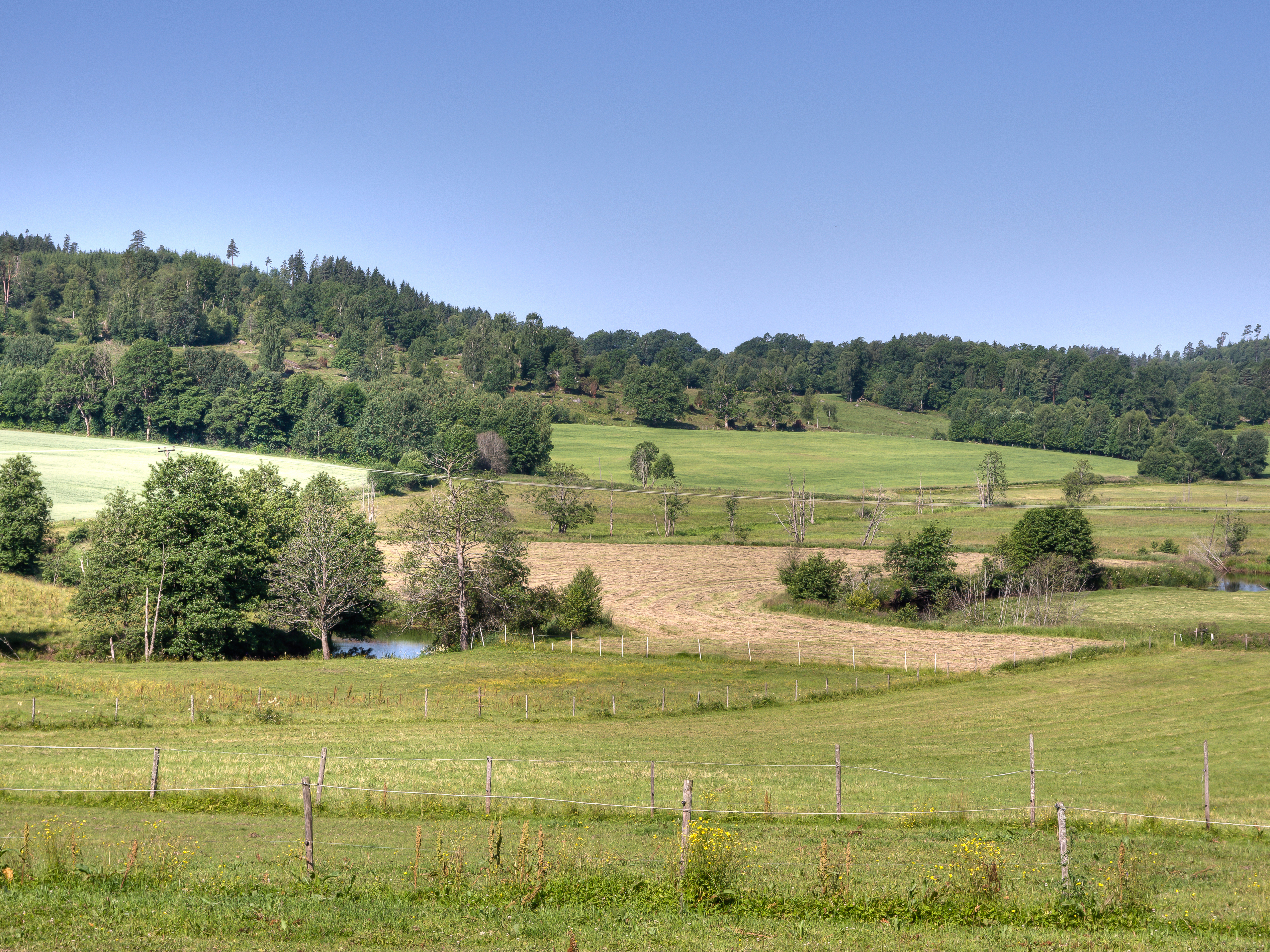 jordbruksmiljö om sommaren