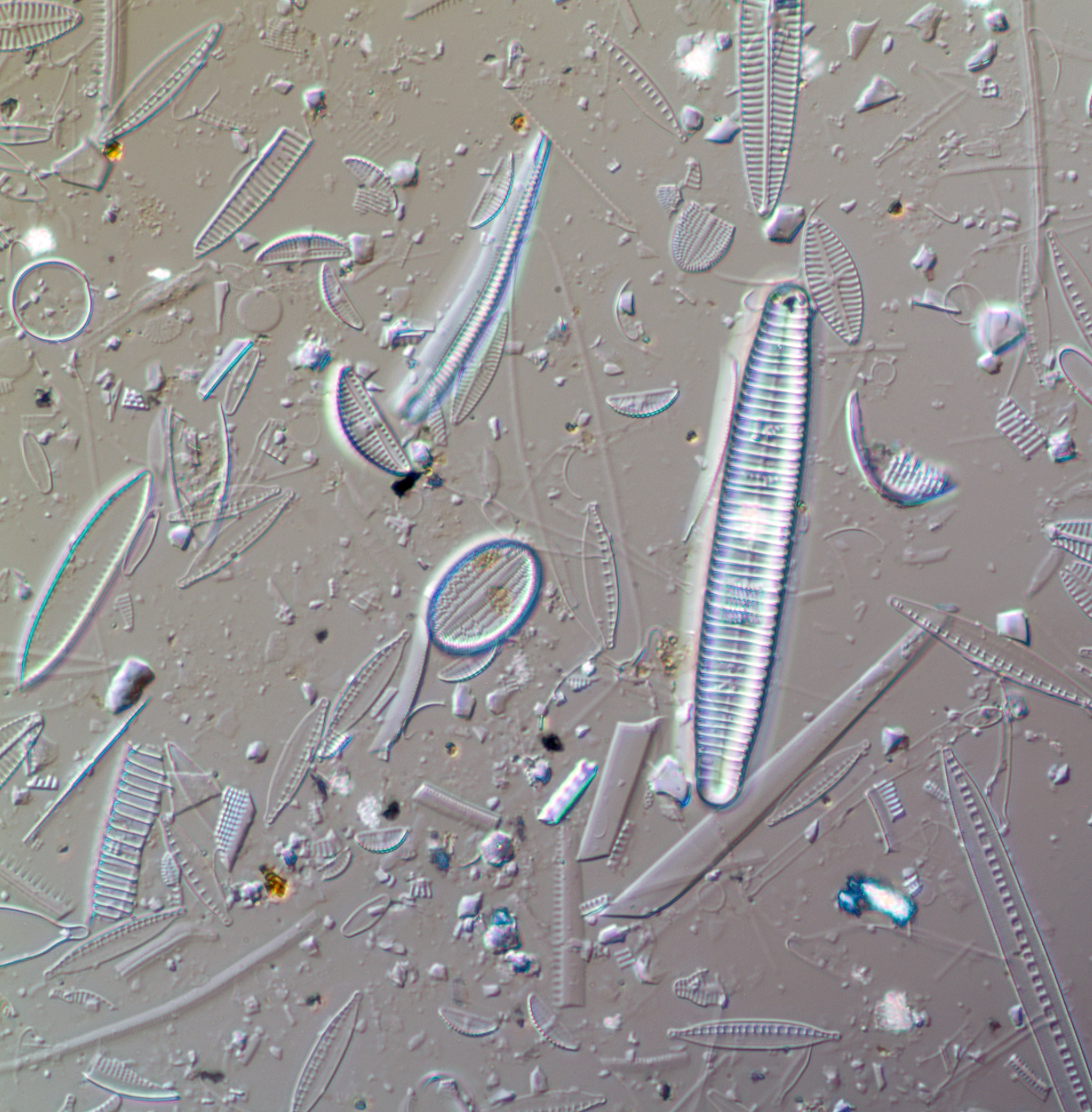 Kiselalgssamhälle sett i mikroskop