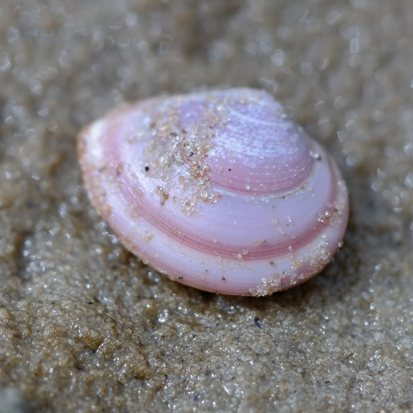 Bild av Östersjömussla på sandstrand