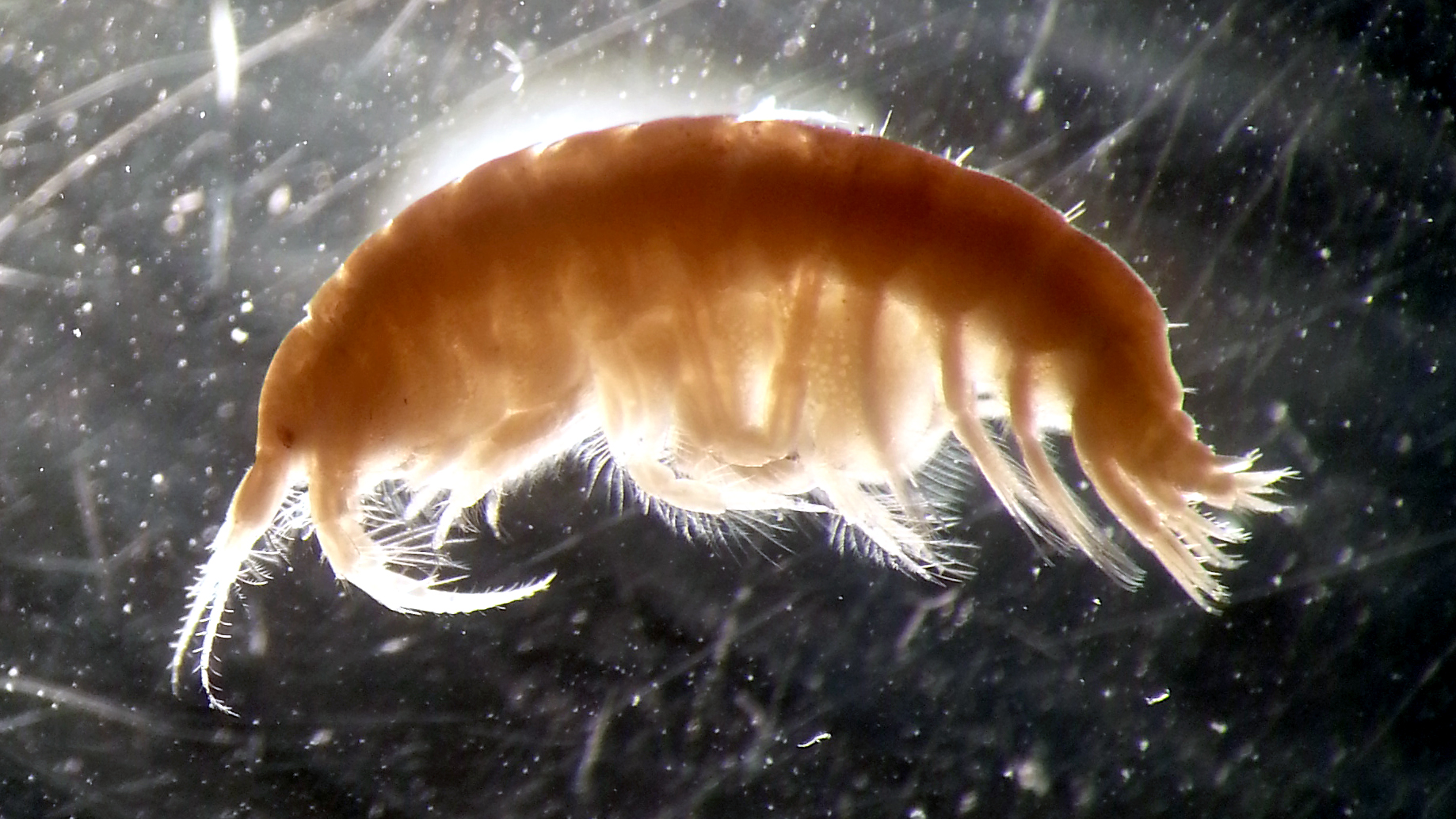 Monoporeia - vitmärla