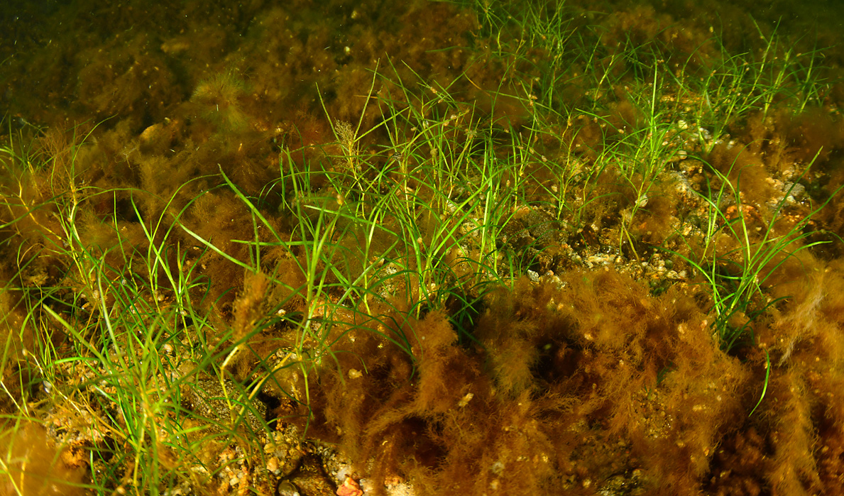 Bottenvegetation Östersjön
