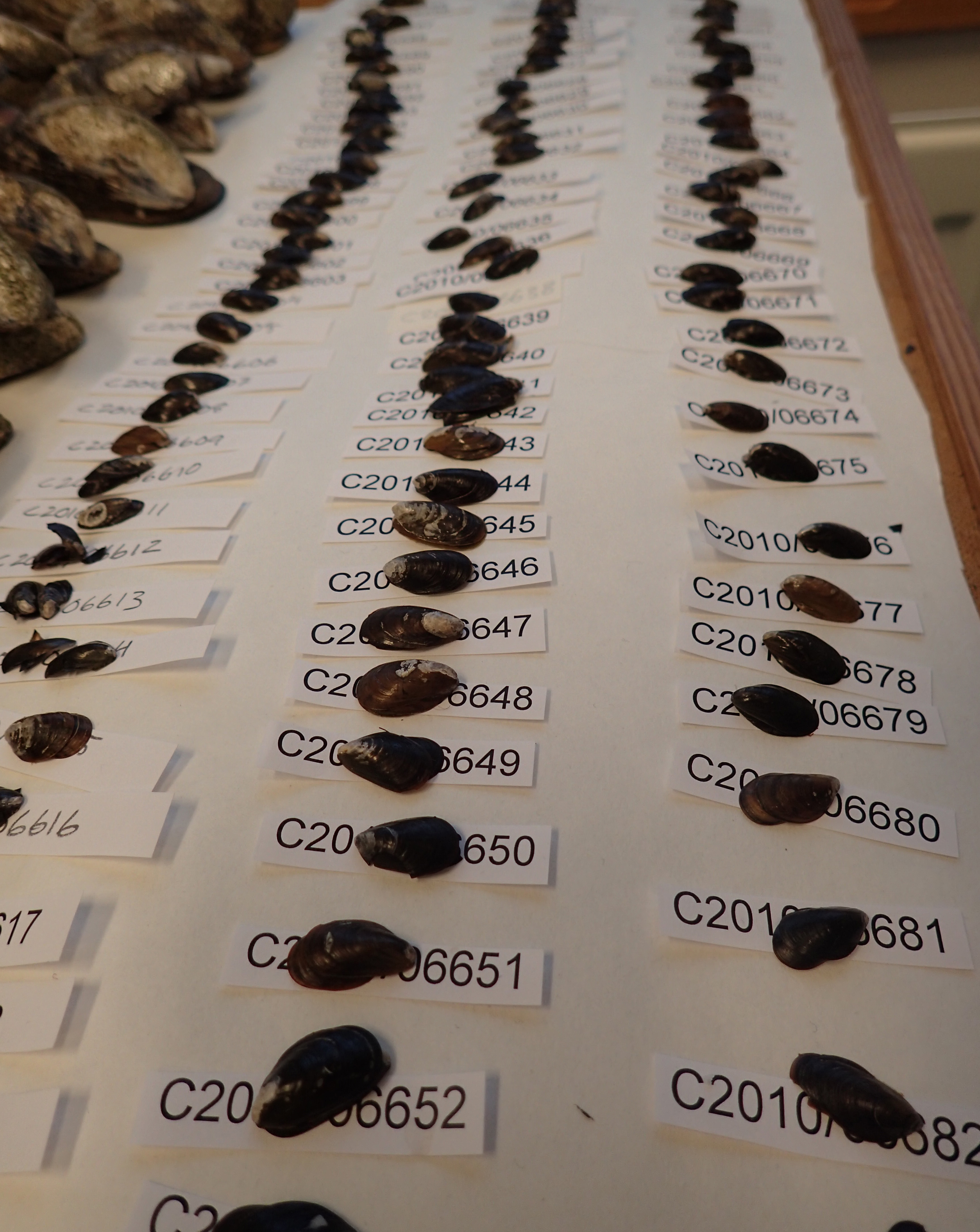 Bild som visar insamlade blåmusslor