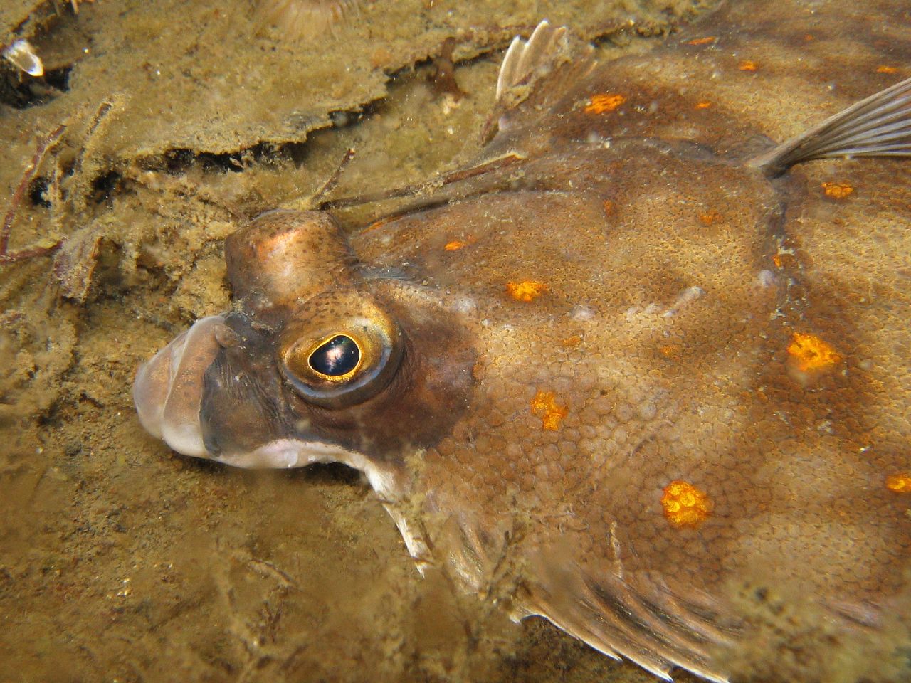 Rödspätta på botten