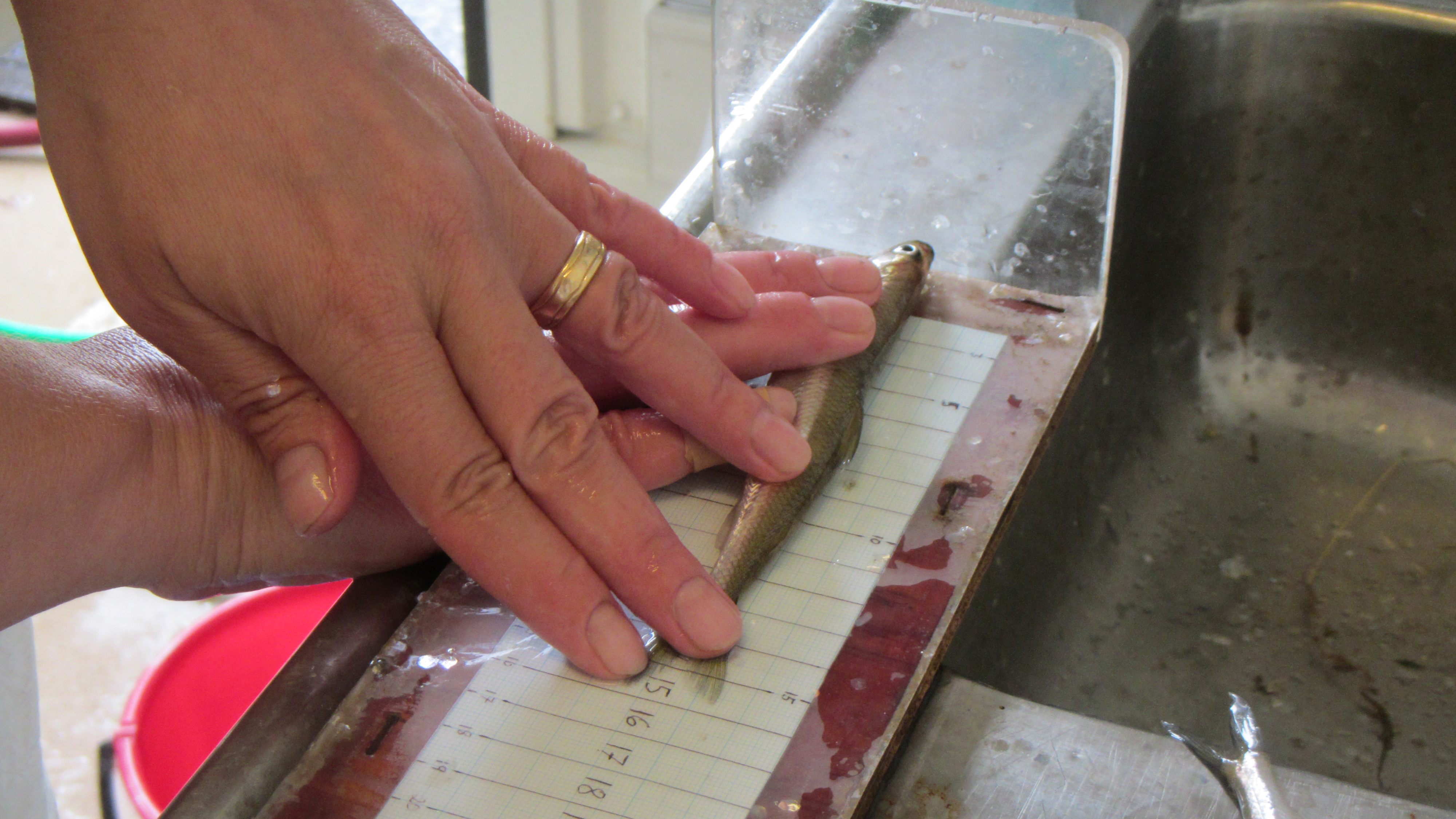 Mätning av fisk i samband med provfiske för miljöövervakningen.