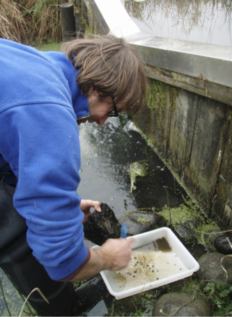 Provtagning kiselalger