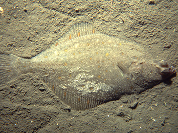 rödspätta på botten