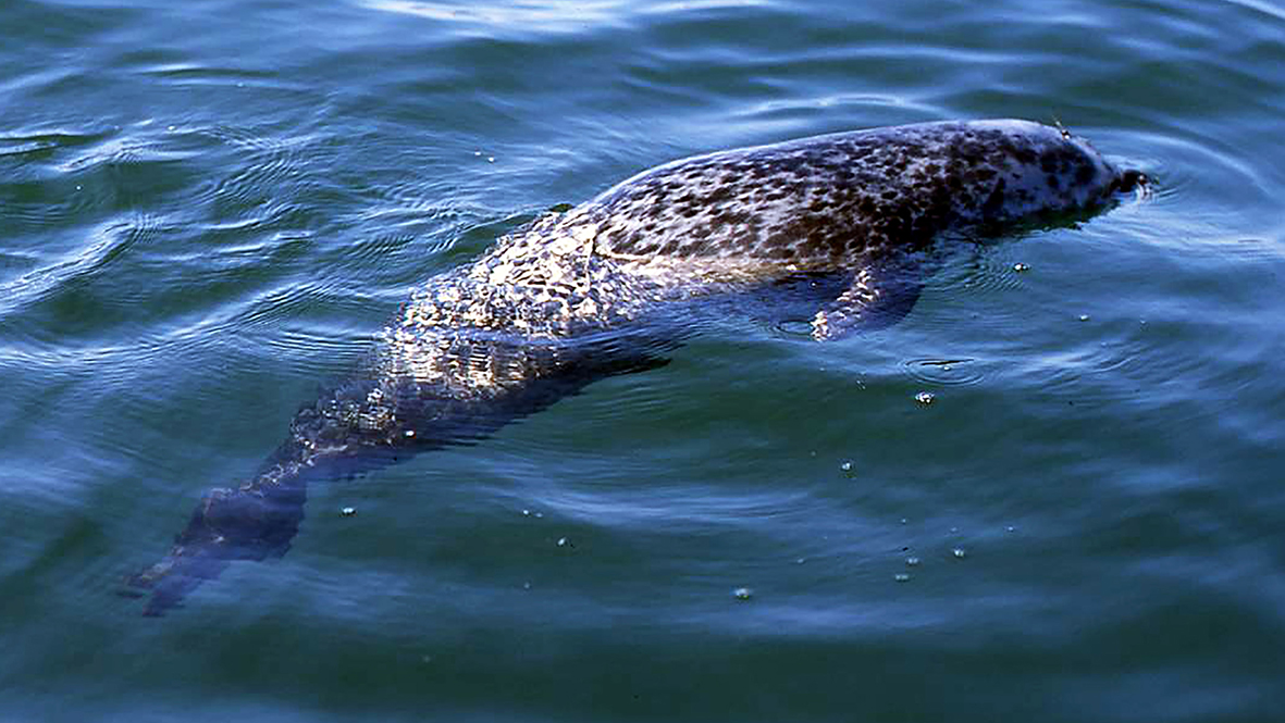 död säl flyter i ytan