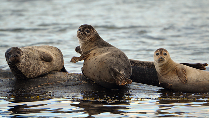 knubbsälar på kobbe