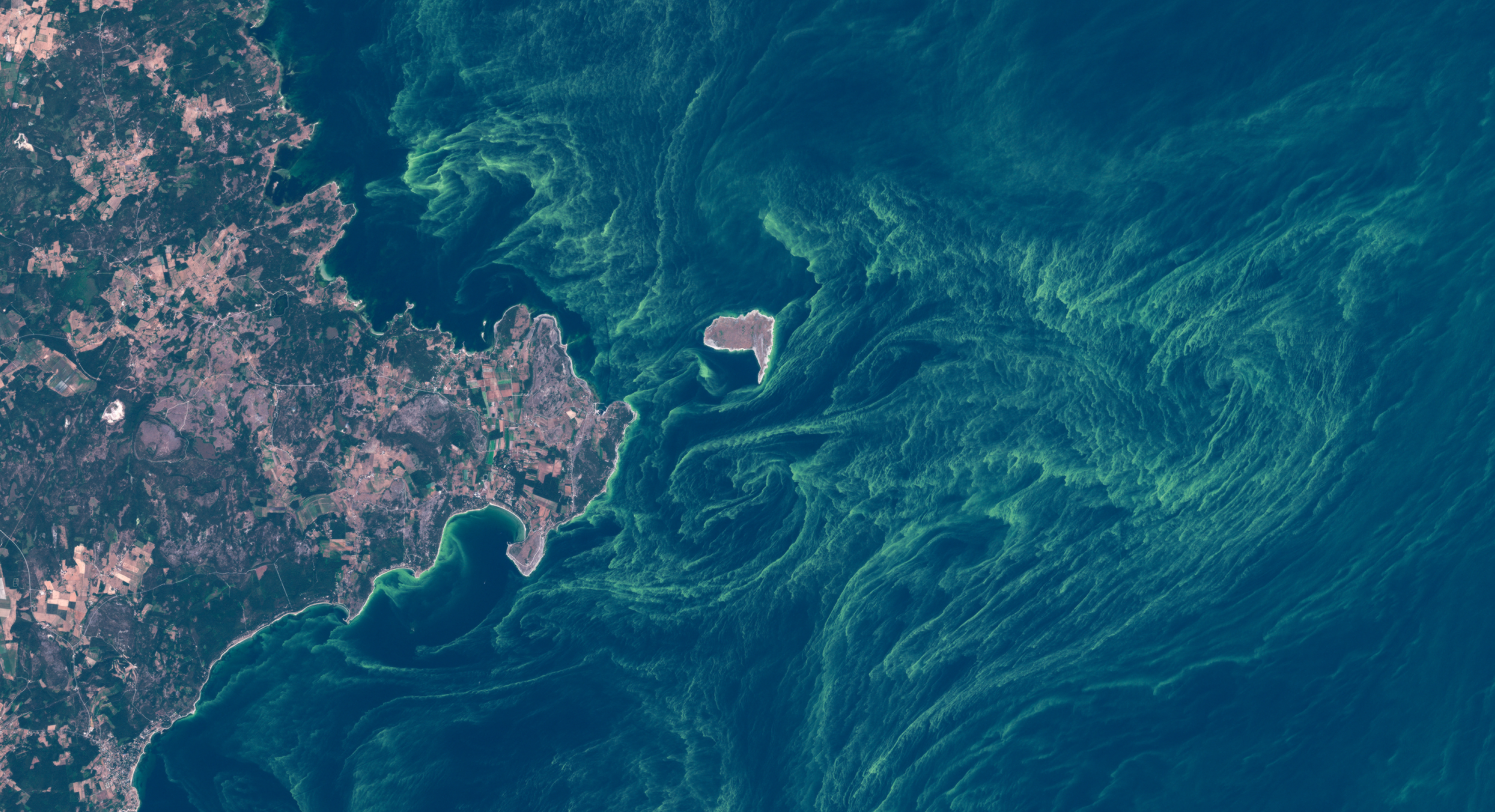 algblomning vid kust sedd ovanifrån. Foto.