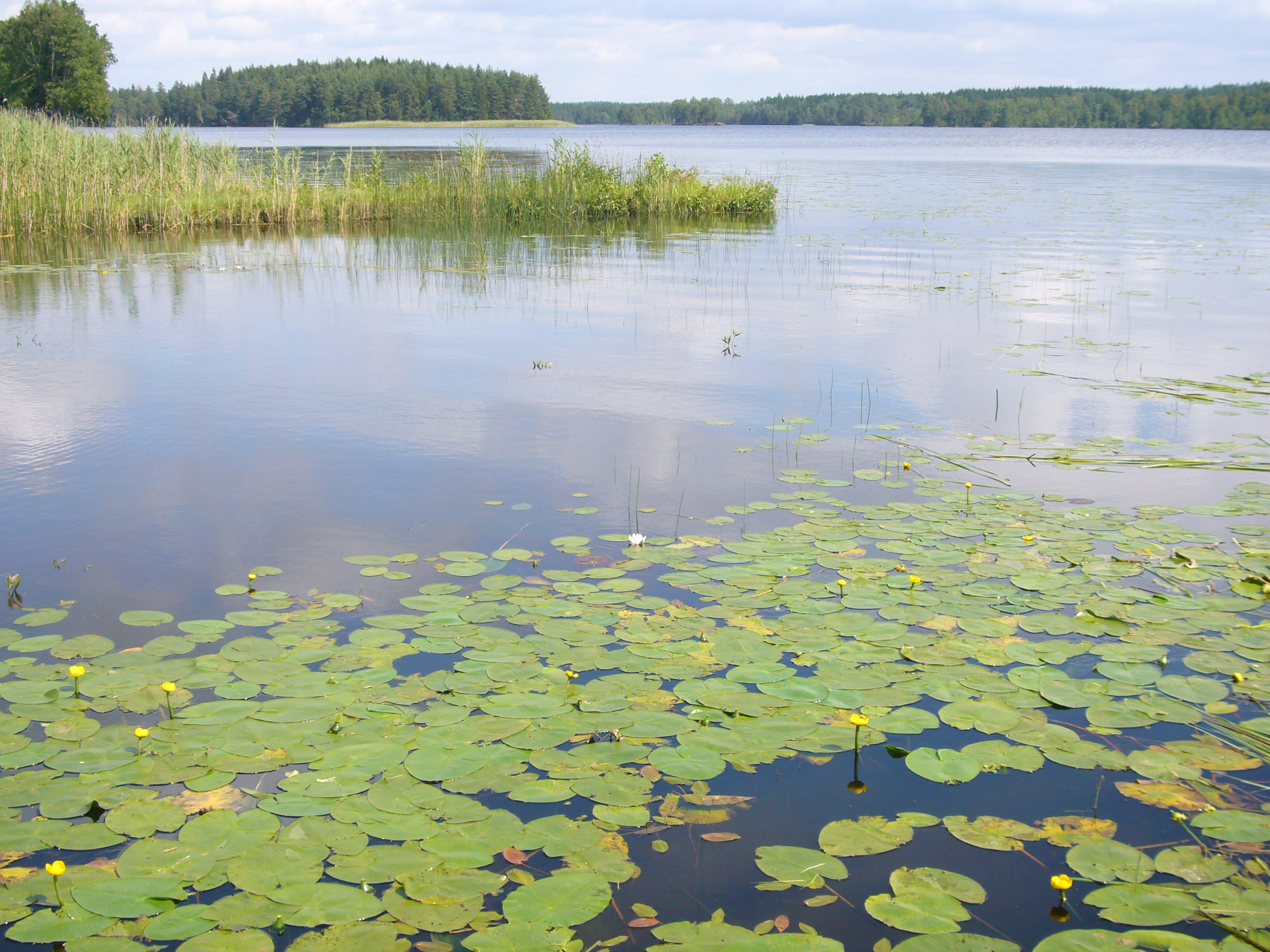 insjö med näckrosor på sommaren