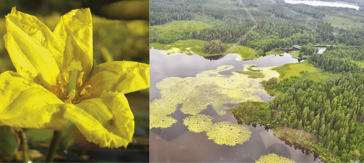 Fotokollage med sjögull