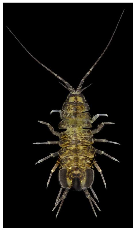 Sötvattengråsugga. Mikroskopfoto. 