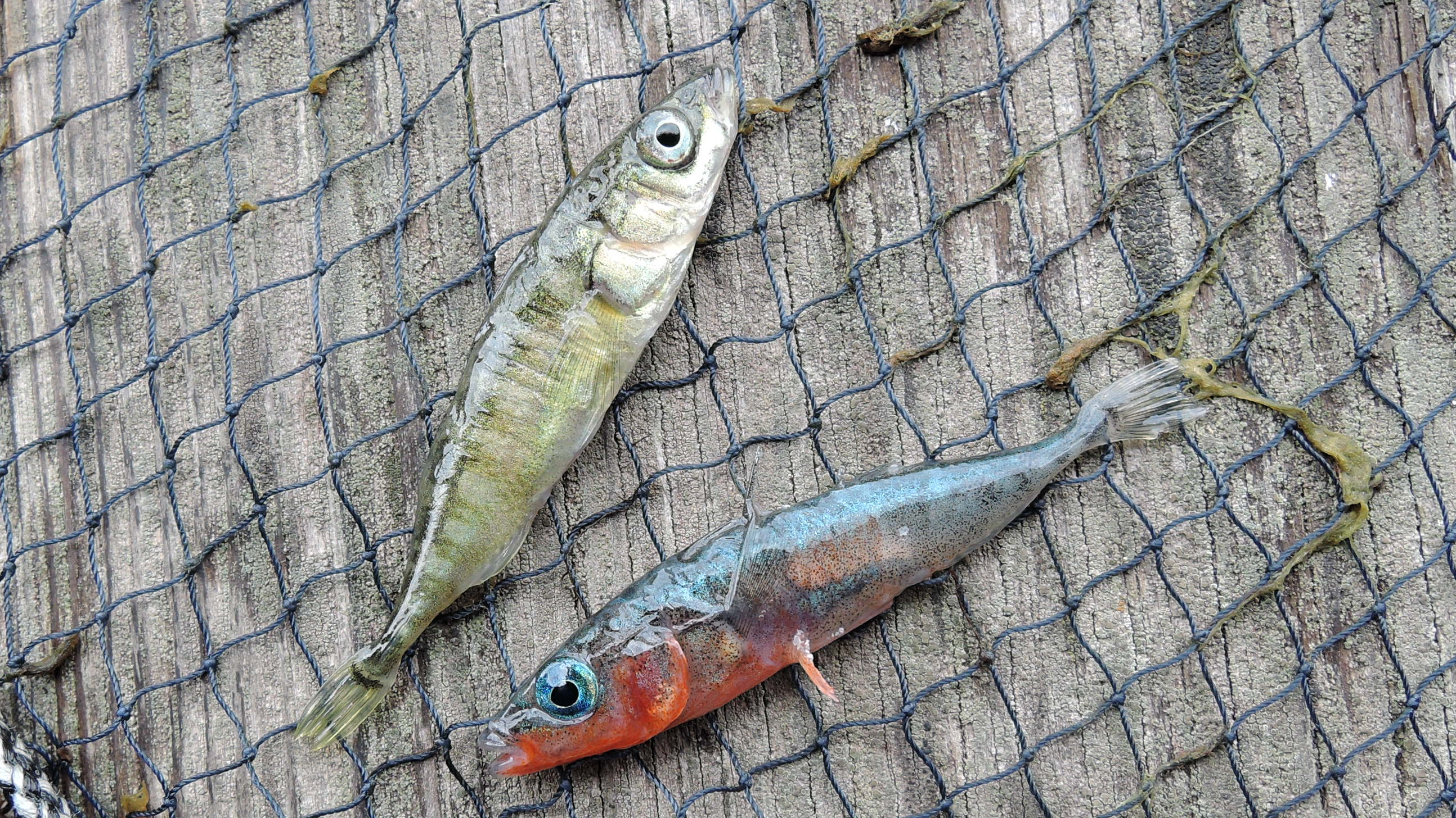 storspiggar, varav en i röd lekdräkt