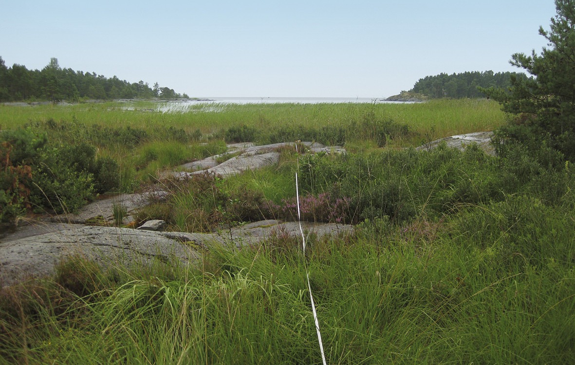 Område inventeras med måttband