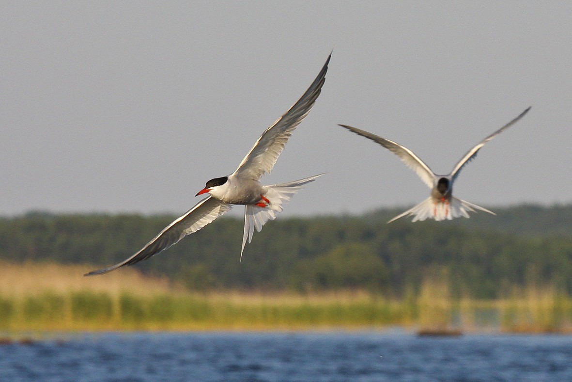 Flygande fisktärnor över Vänern