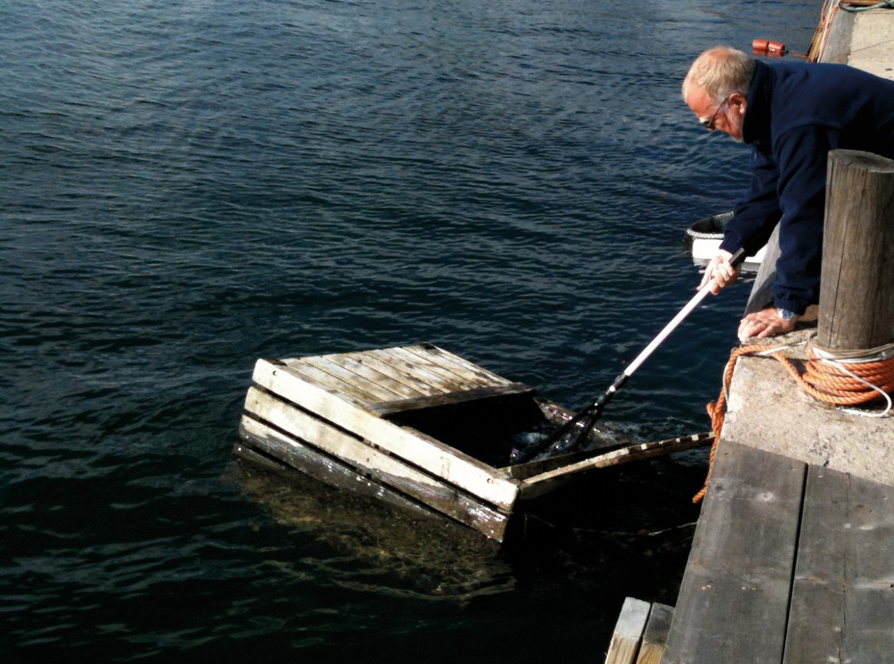 Provfiskad abborre tas ur sumpen för hälsoundersökning 