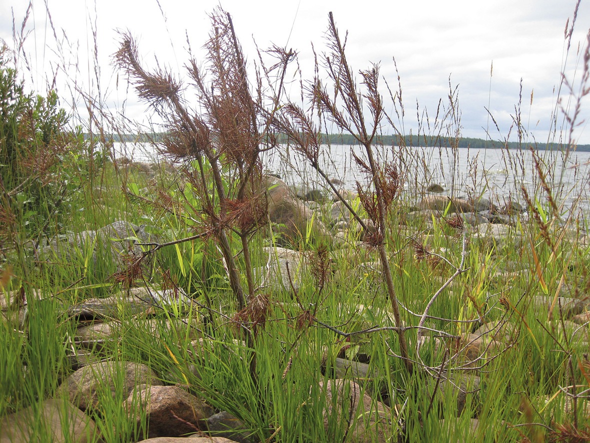 Döda tallar på strand
