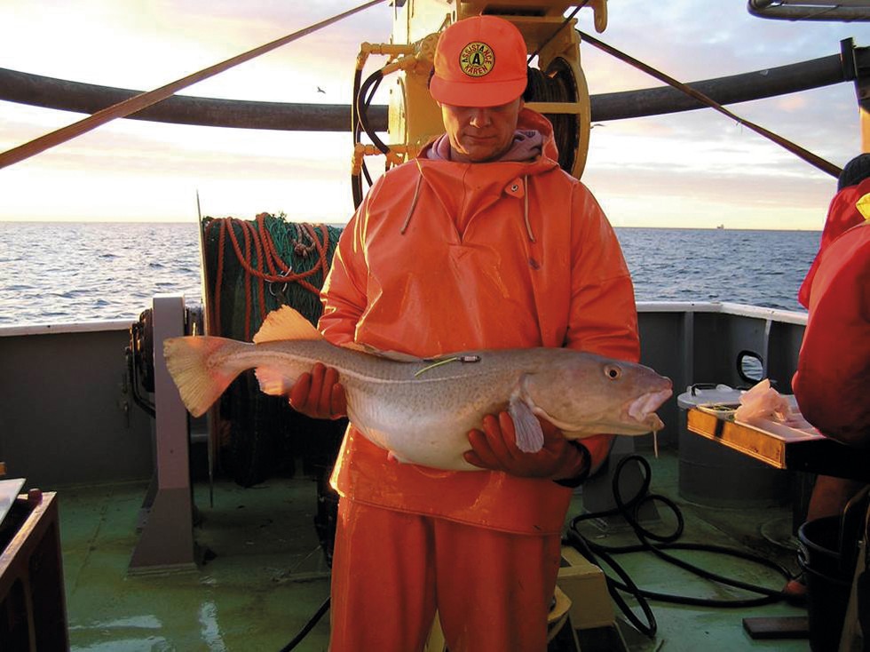 Märkning av torsk på fartyg