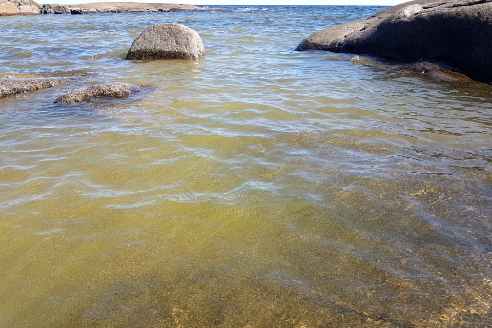 Algblomning vid strand