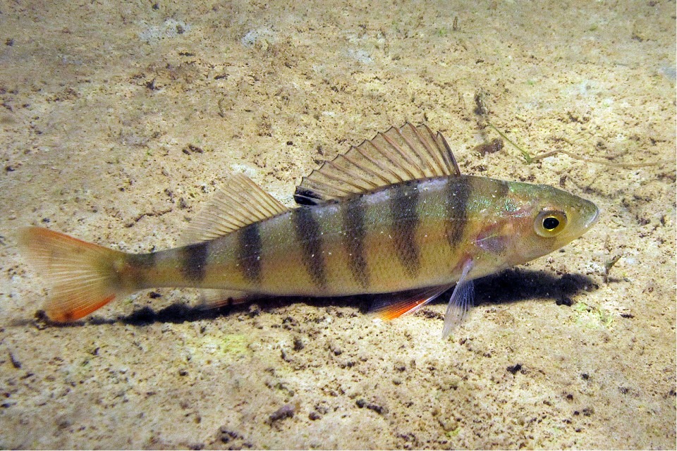 Bild som visar abborre vid botten