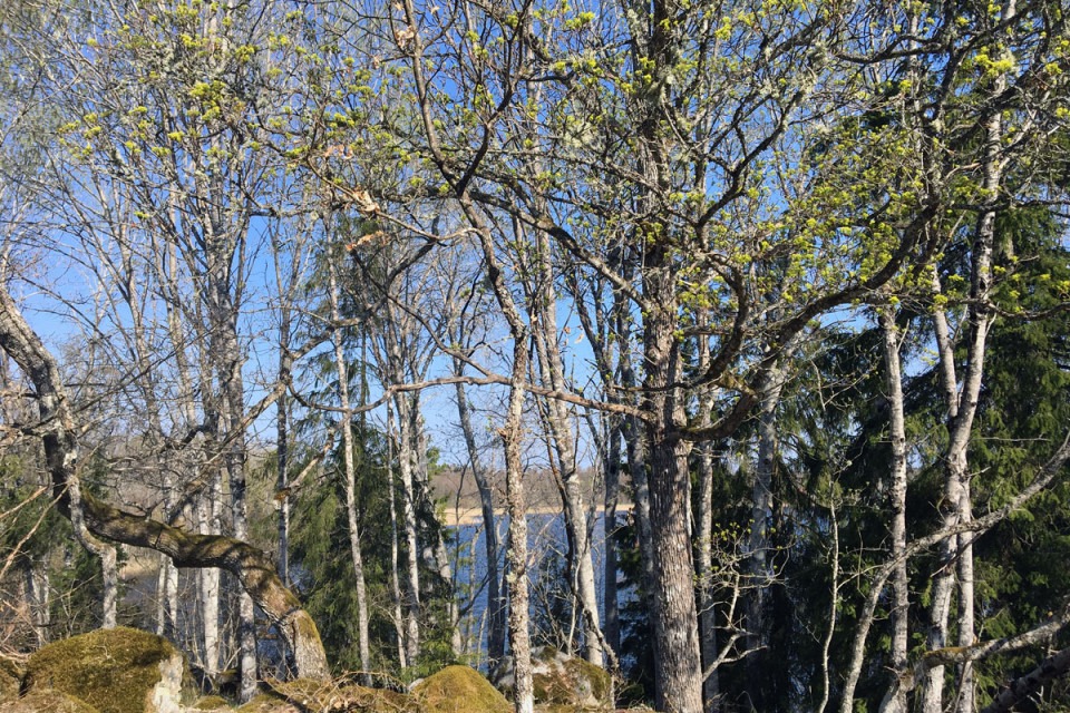 Ett vattens naturliga alkalinitet avgörs till stor del av den omgivande markens egenskaper. Foto.