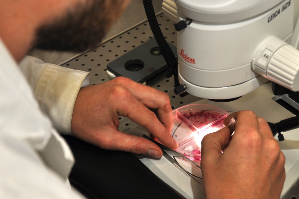 person undersöker bottenprov i mikroskop