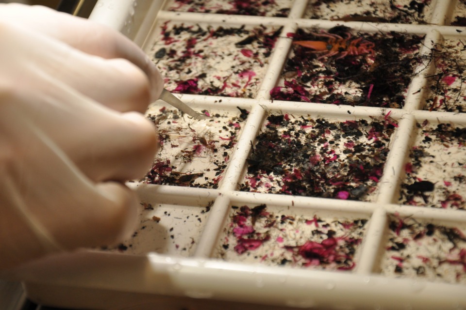 Sortering av bottendjur