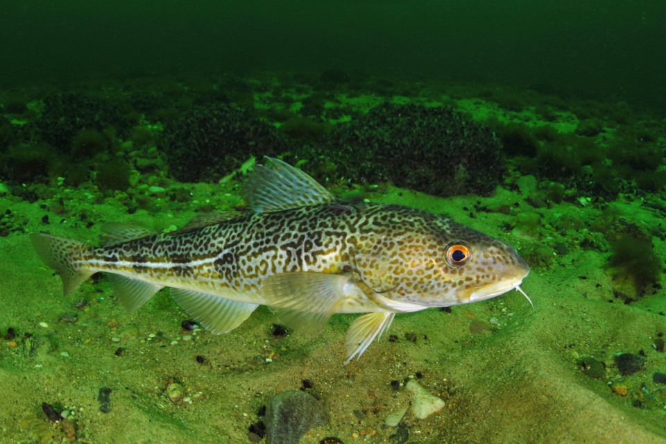 Foto av torsk vid Midsjöbanken