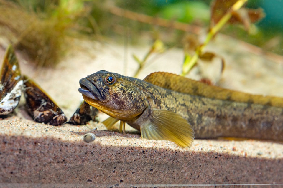 Tånglake i akvarium på Baltic Sea Science Center. Foto.